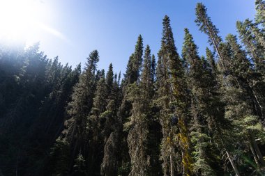 Dağlardaki ağaç ormanı yürüyüş yaparken