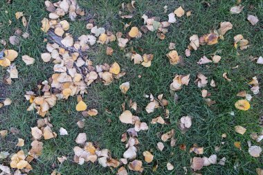 Sonbahar yaprakları park masasının dışında.