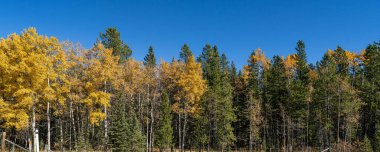 Kırsal alanda sıra sıra ağaçlar düşüyor