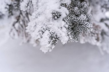 Şehir caddesinde karla kaplı ağaçlar