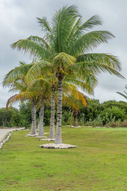 Adadaki ormanda hindistan cevizi ağacı