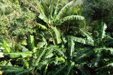 Gökyüzündeki ağaçlar