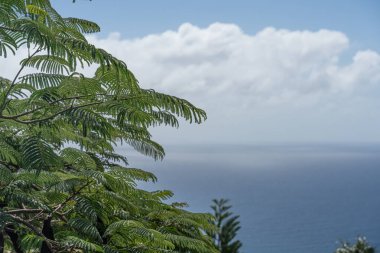 Arkasında okyanus olan bir dalda yapraklar.