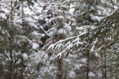 Ormanda karlı bir köknar ağacı dalı. Kış manzarası, doğa. Seçici odak.