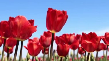Güzel kırmızı laleler mavi gökyüzüne karşı rüzgarda sallanıyor. Ağır çekim. Tarım alanı. Seçici odak.