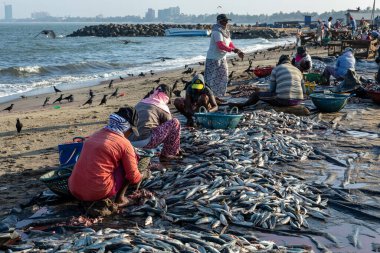 Negombo, Sri Lanka sahillerinde balıklarla çalışan insanlar.