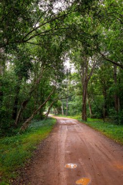 Sri Lanka 'daki Sigirya Aslan Kalesi' ne giden orman yolu.