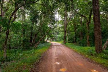 Sri Lanka 'daki Sigirya Aslan Kalesi' ne giden orman yolu.