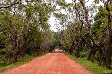 Sri Lanka 'daki Sigirya Aslan Kalesi' ne giden orman yolu.