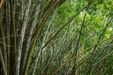 Dev bambu. Bambu ile üstleri güneş ışınları onların yol yapmak. Kraliyet Botanik Bahçeleri, Kandy Sri Lanka