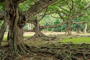 Kraliyet Botanik Kralı Bahçeleri. Peradeniya. Kandy mi? Sri Lanka.