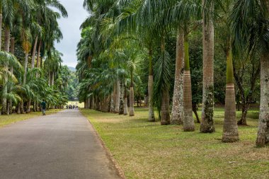 Royal Botanic King Gardens 'taki palmiye ağacı sokağı. Peradeniya. Kandy mi? Sri Lanka.