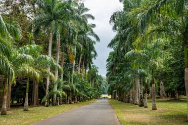 Royal Botanic King Gardens 'taki palmiye ağacı sokağı. Peradeniya. Kandy mi? Sri Lanka.