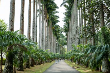 Royal Botanic King Gardens 'taki palmiye ağacı sokağı. Peradeniya. Kandy mi? Sri Lanka.