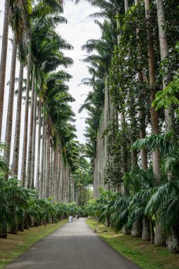 Royal Botanic King Gardens 'taki palmiye ağacı sokağı. Peradeniya. Kandy mi? Sri Lanka.