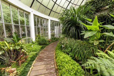 Tropik yeşil bitki örtüsü olan bir sera. Kraliyet Botanik Kralı Bahçeleri. Peradeniya. Kandy mi? Sri Lanka.