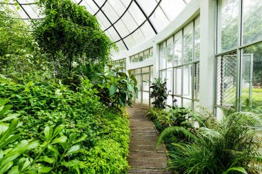 Tropik yeşil bitki örtüsü olan bir sera. Kraliyet Botanik Kralı Bahçeleri. Peradeniya. Kandy mi? Sri Lanka.