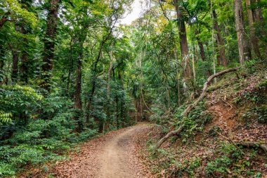 Kandy Udawatta Kele Kraliyet Orman Parkı veya Kandy, Sri Lanka 'daki Udawattakele Sığınağı.