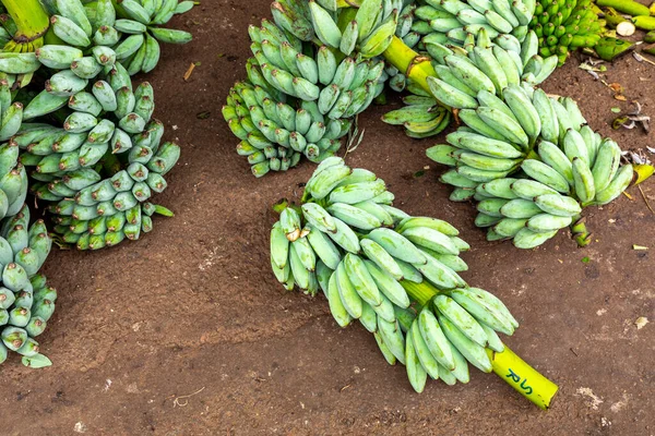 Зеленые Бананы Продажи Крупном Продовольственном Рынке Дамбуллы Шри Ланка — стоковое фото
