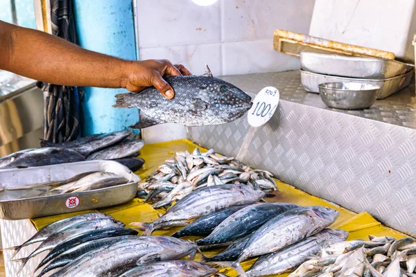 Fischereiaktivitäten Und Fischmarkt Negombo Sri Lanka — Stockfoto