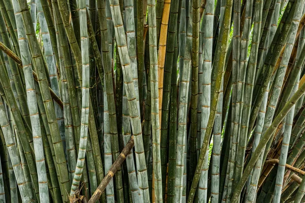 Bambú Gigante Través Las Copas Bambú Los Rayos Del Sol — Foto de Stock