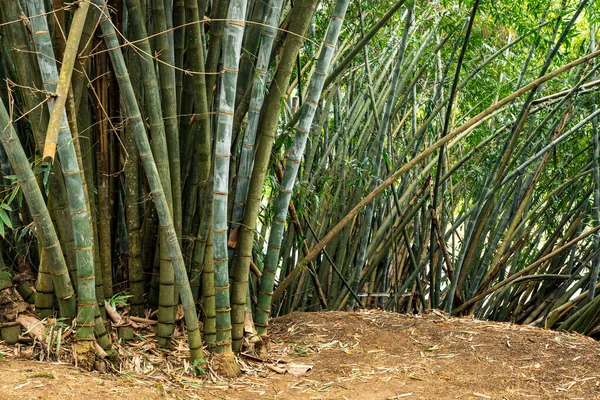 Jätte Bambu Genom Bambu Gör Toppar Solens Strålar Sin Väg — Stockfoto