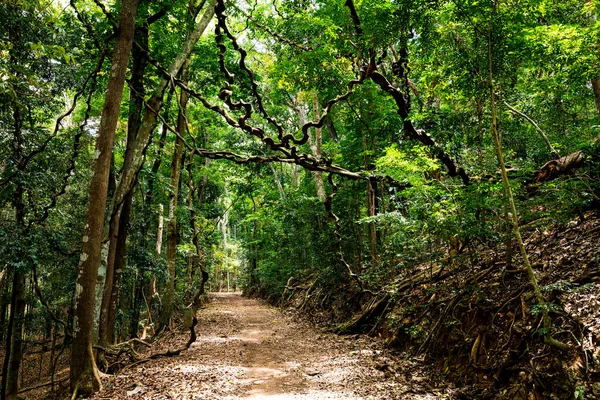 stock image Kandy Udawatta Kele Royal Forest Park or Udawattakele Sanctuary in the city of Kandy, Sri Lanka.