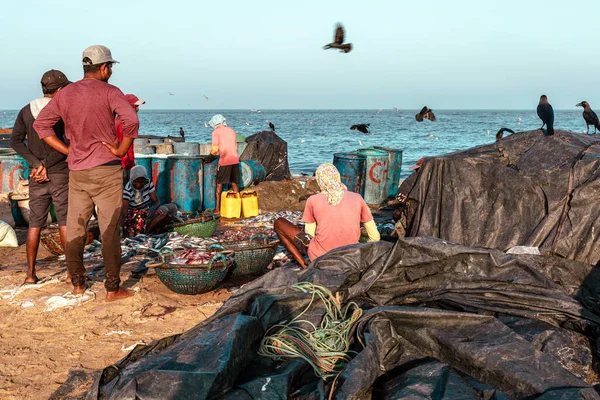People Working Fish Beach Negombo Sri Lanka Royalty Free Stock Images