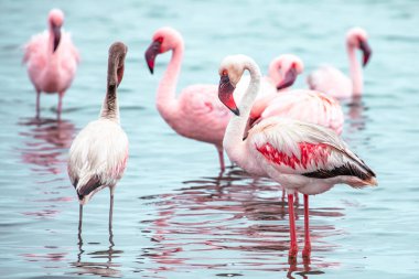 Namibya flamingoları. Walvis Körfezi yakınlarındaki Pembe Flamingo Kuşları Grubu, Namibya 'nın Atlantik Sahili, Afrika. 