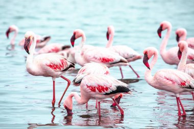 Namibya flamingoları. Walvis Körfezi yakınlarındaki Pembe Flamingo Kuşları Grubu, Namibya 'nın Atlantik Sahili, Afrika. 