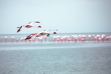 Namibya flamingoları. Walvis Körfezi yakınlarındaki Pembe Flamingo Kuşları Grubu, Namibya 'nın Atlantik Sahili, Afrika. 