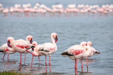 Namibya flamingoları. Walvis Körfezi yakınlarındaki Pembe Flamingo Kuşları Grubu, Namibya 'nın Atlantik Sahili, Afrika. 