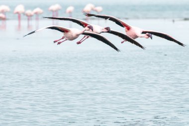 Namibya flamingoları. Walvis Körfezi yakınlarındaki Pembe Flamingo Kuşları Grubu, Namibya 'nın Atlantik Sahili, Afrika. 
