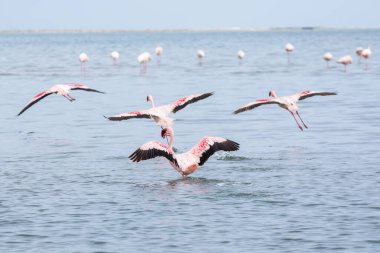 Namibya flamingoları. Walvis Körfezi yakınlarındaki Pembe Flamingo Kuşları Grubu, Namibya 'nın Atlantik Sahili, Afrika. 