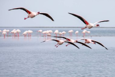 Namibya flamingoları. Walvis Körfezi yakınlarındaki Pembe Flamingo Kuşları Grubu, Namibya 'nın Atlantik Sahili, Afrika. 