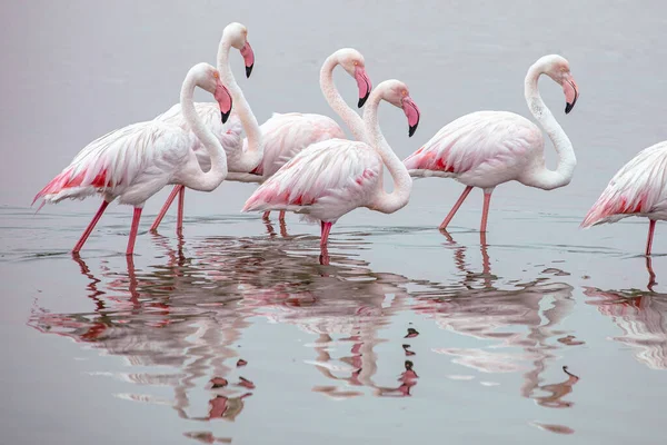 플라밍고 아프리카 월비스 근처에서 분홍빛 플라밍고 — 스톡 사진
