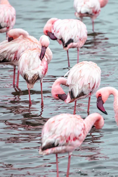플라밍고 아프리카 월비스 근처에서 분홍빛 플라밍고 — 스톡 사진