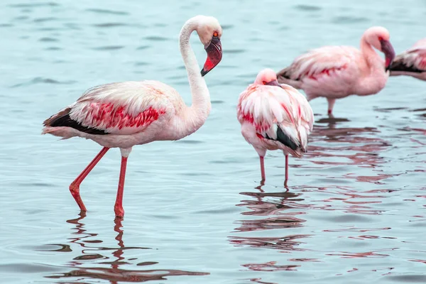 Namibia Flamingos Grupo Flamencos Rosados Aves Cerca Walvis Bay Costa —  Fotos de Stock
