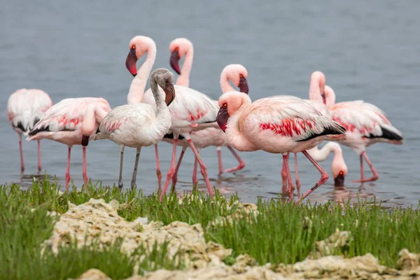 Namibia Flamingos Grupo Flamencos Rosados Aves Cerca Walvis Bay Costa — Foto de Stock