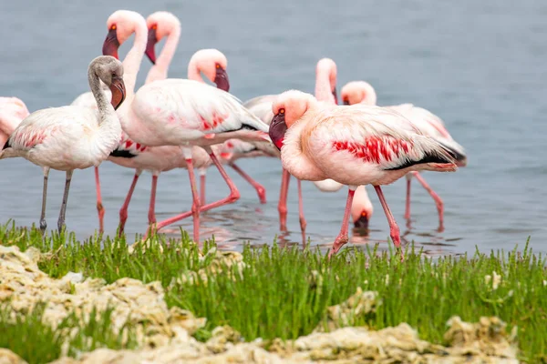 Namibya Flamingoları Walvis Körfezi Yakınlarındaki Pembe Flamingo Kuşları Grubu Namibya — Stok fotoğraf
