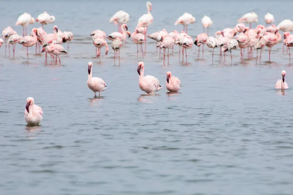 Namíbia Flamingos Grupo Pássaros Flamingos Rosa Perto Walvis Bay Costa — Fotografia de Stock