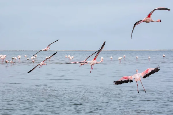 Namíbia Flamingos Csoport Pink Flamingos Birds Közel Walvis Bay Atlanti — Stock Fotó