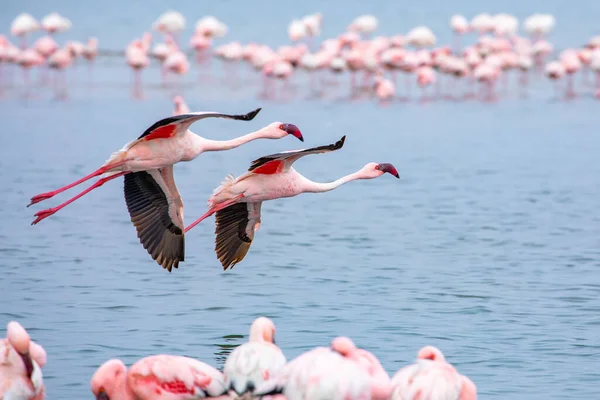 Namíbia Flamingos Grupo Pássaros Flamingos Rosa Perto Walvis Bay Costa — Fotografia de Stock