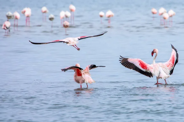 Namibia Flamingos Grupo Flamencos Rosados Aves Cerca Walvis Bay Costa — Foto de Stock