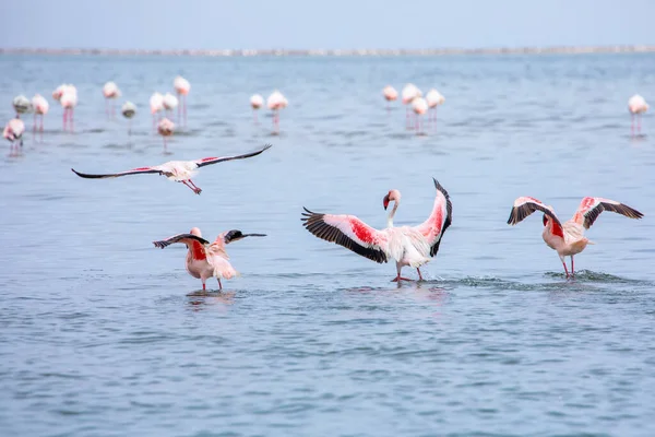 Namibië Flamingo Groep Pink Flamingo Vogels Bij Walvis Bay Atlantische — Stockfoto