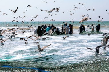 Salalah sahilinden sardalya yakalayan balıkçılar. Büyük bir ağ dolusu sardalya. Martılar etrafta uçar. Selam, Umman. Arap Yarımadası. 