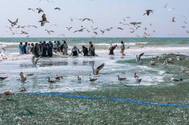 Salalah sahilinden sardalya yakalayan balıkçılar. Büyük bir ağ dolusu sardalya. Martılar etrafta uçar. Selam, Umman. Arap Yarımadası. 