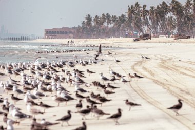 Salalah sahilinden sardalya yakalayan balıkçılar. Büyük bir ağ dolusu sardalya. Martılar etrafta uçar. Selam, Umman. Arap Yarımadası. 