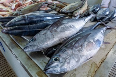 Mutrah, Umman 'da geleneksel balık pazarı. Satılık çeşitli balık türleri, ton balığı ve diğer balıklar..
