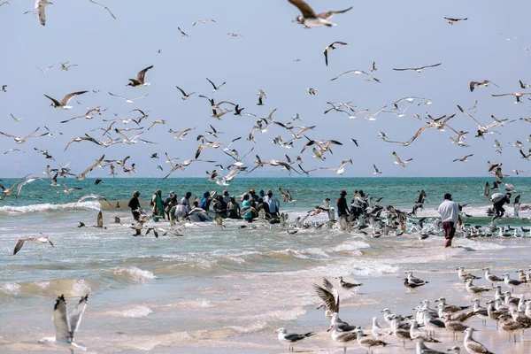 Halászok Szardíniát Fognak Salalah Beach Ről Egy Nagy Háló Tele — Stock Fotó